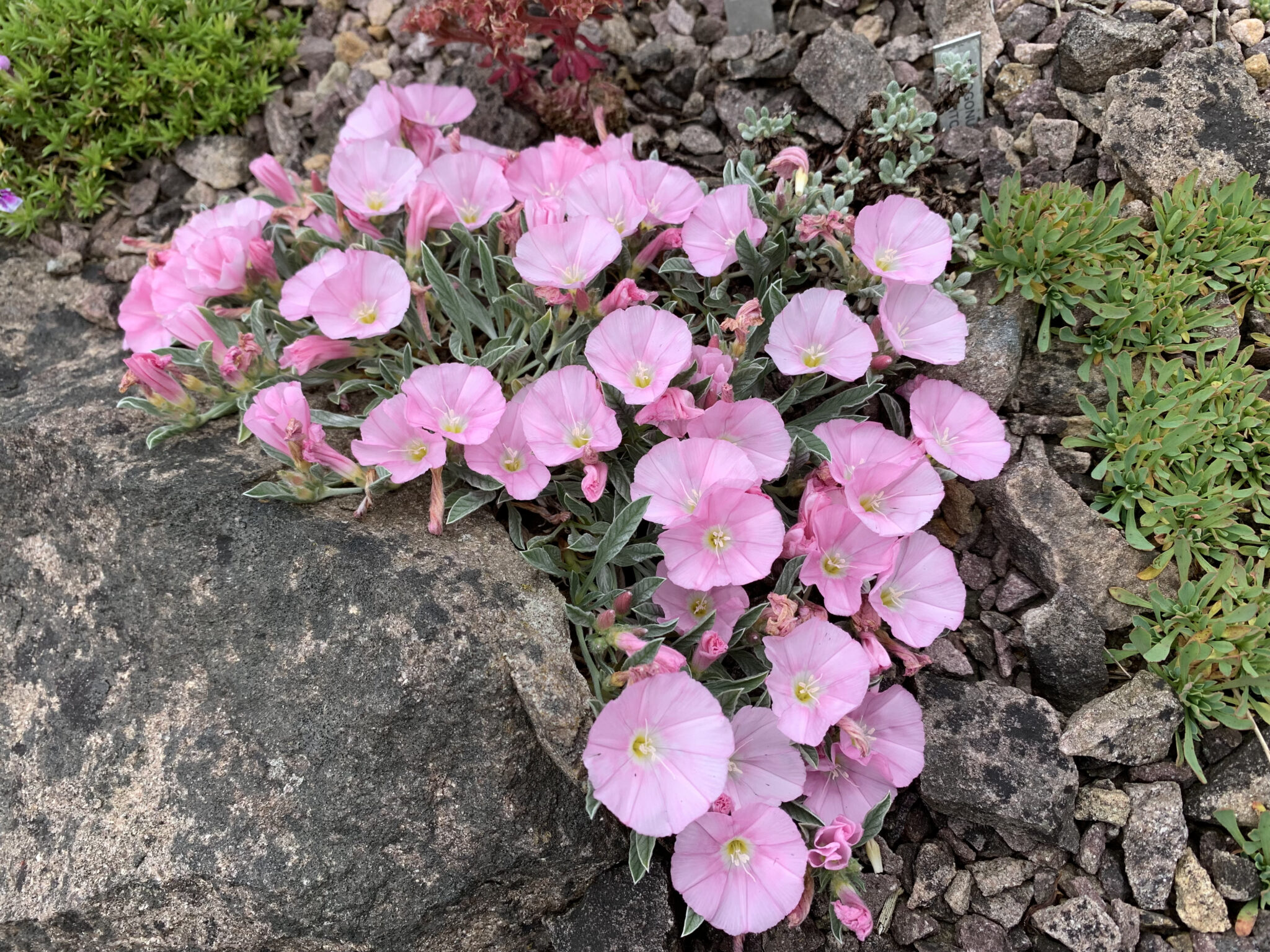 Convolvulus sp