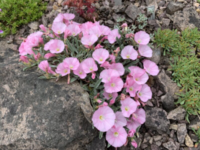 Convolvulus sp