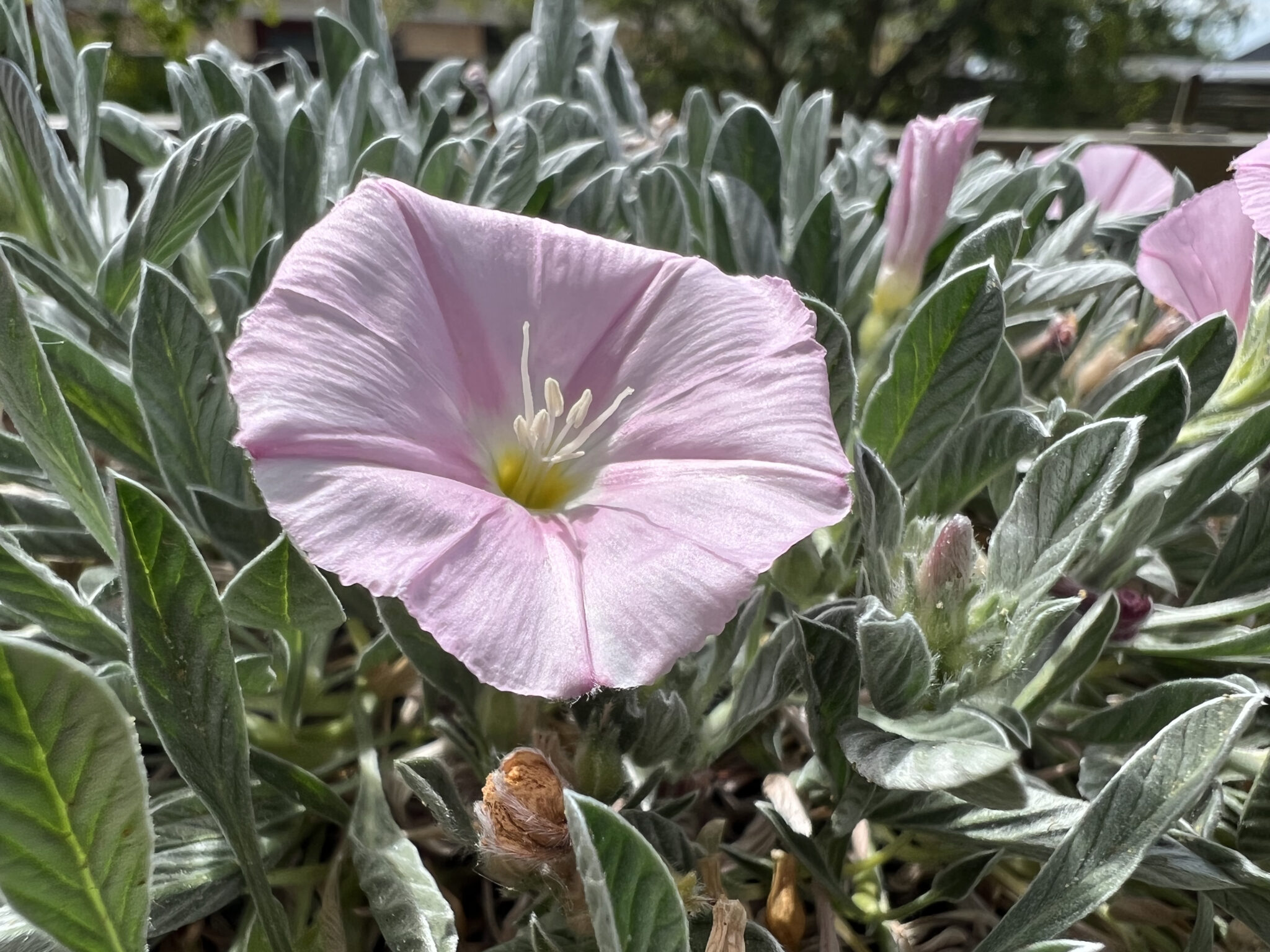 Convolvulus suendermannii