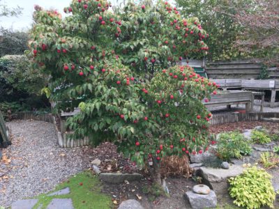 Cornus kousa ‘Milky Way’