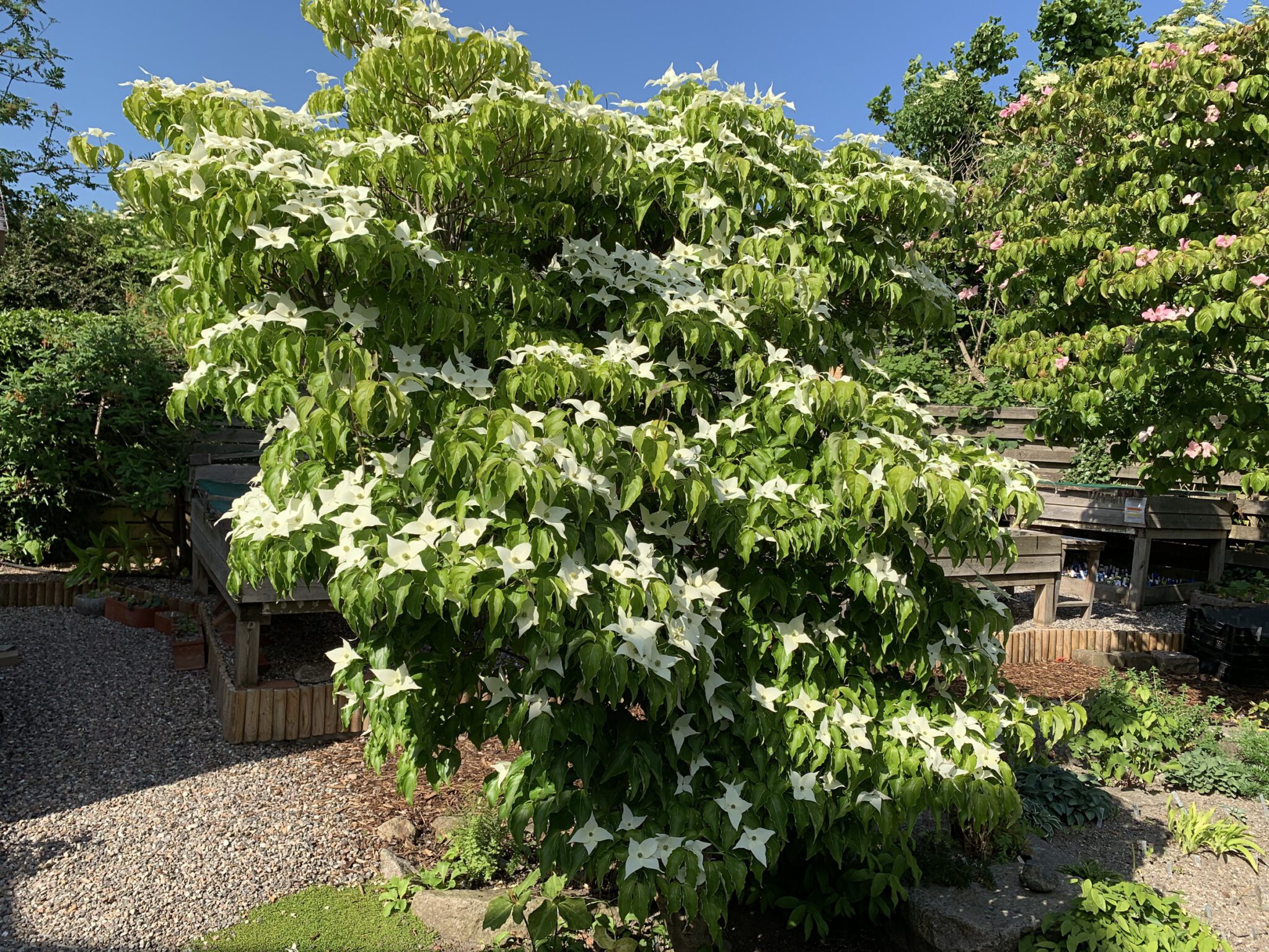 Cornus kousa 'Milky Way'