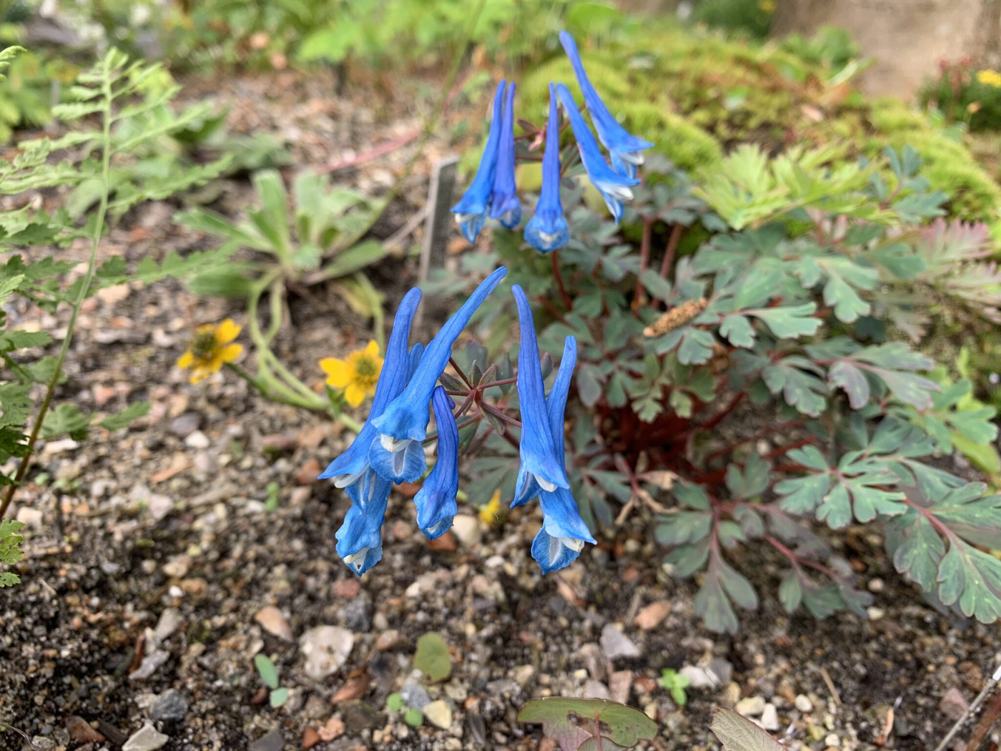 Corydalis curviflora v rosthornii 'Blue Heron' DJHC0650