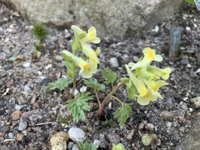 Corydalis gracilis