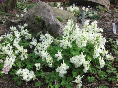 Corydalis malkensis