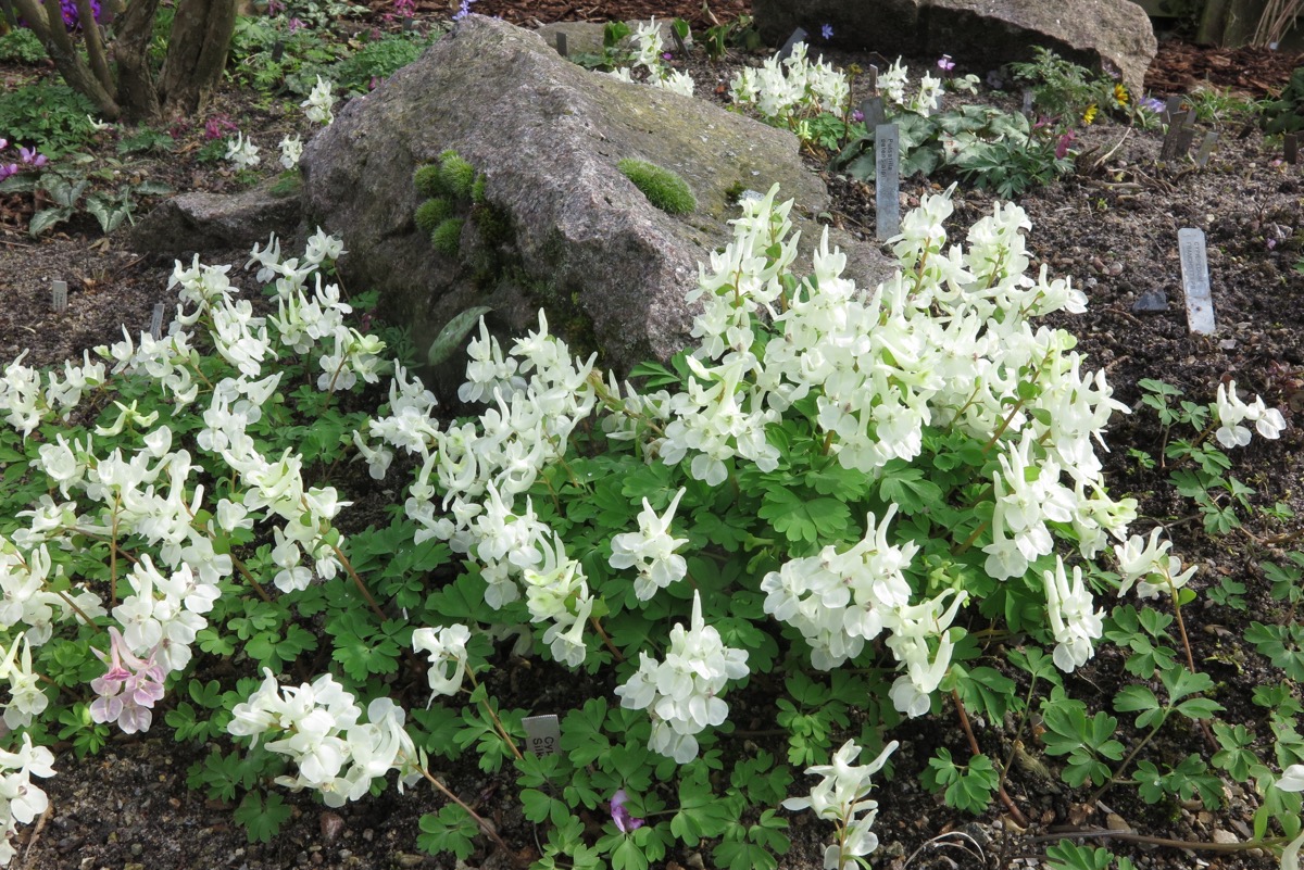 Corydalis malkensis