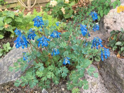 Corydalis mucronipetala