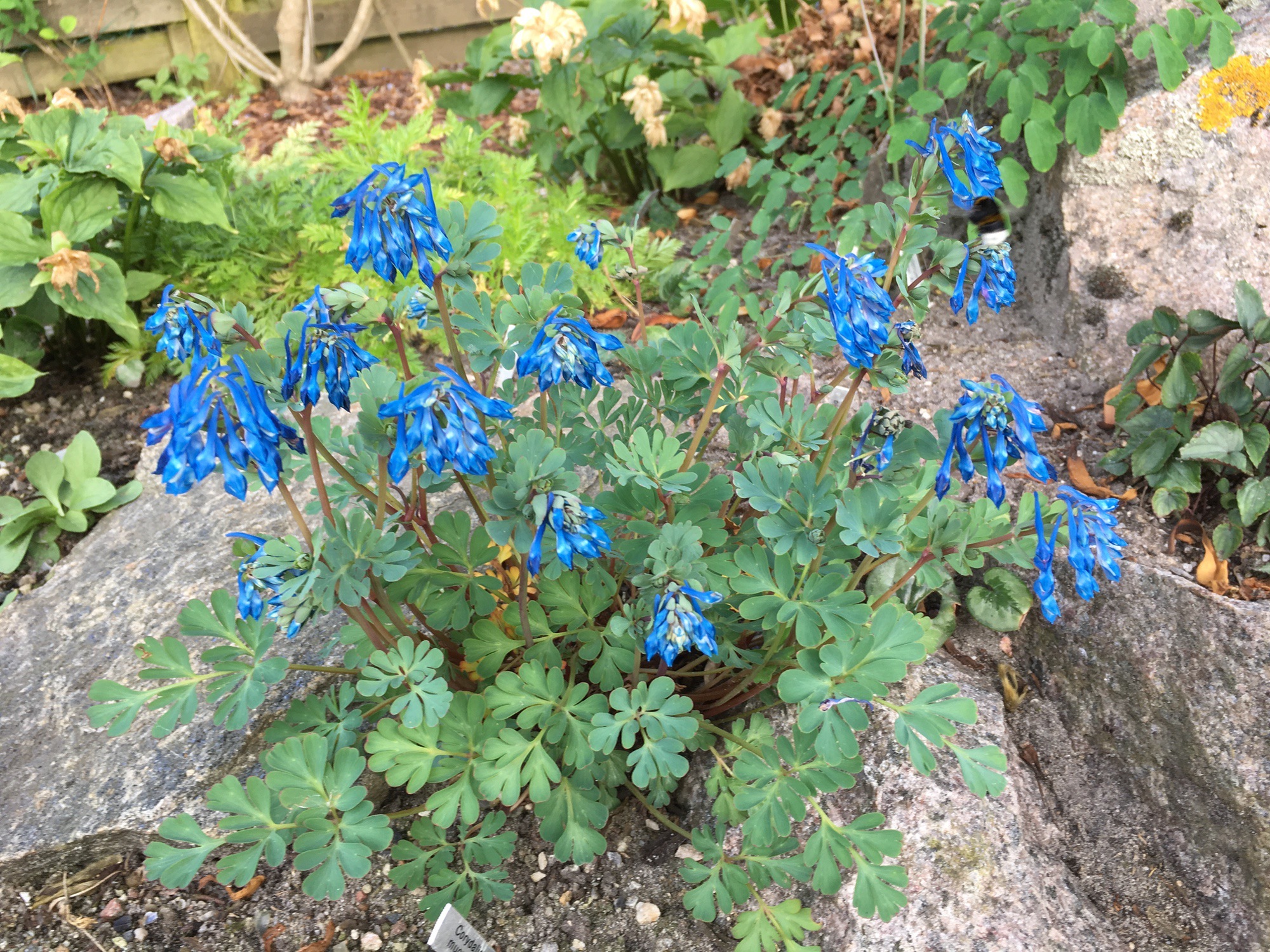 Corydalis mucronipetala