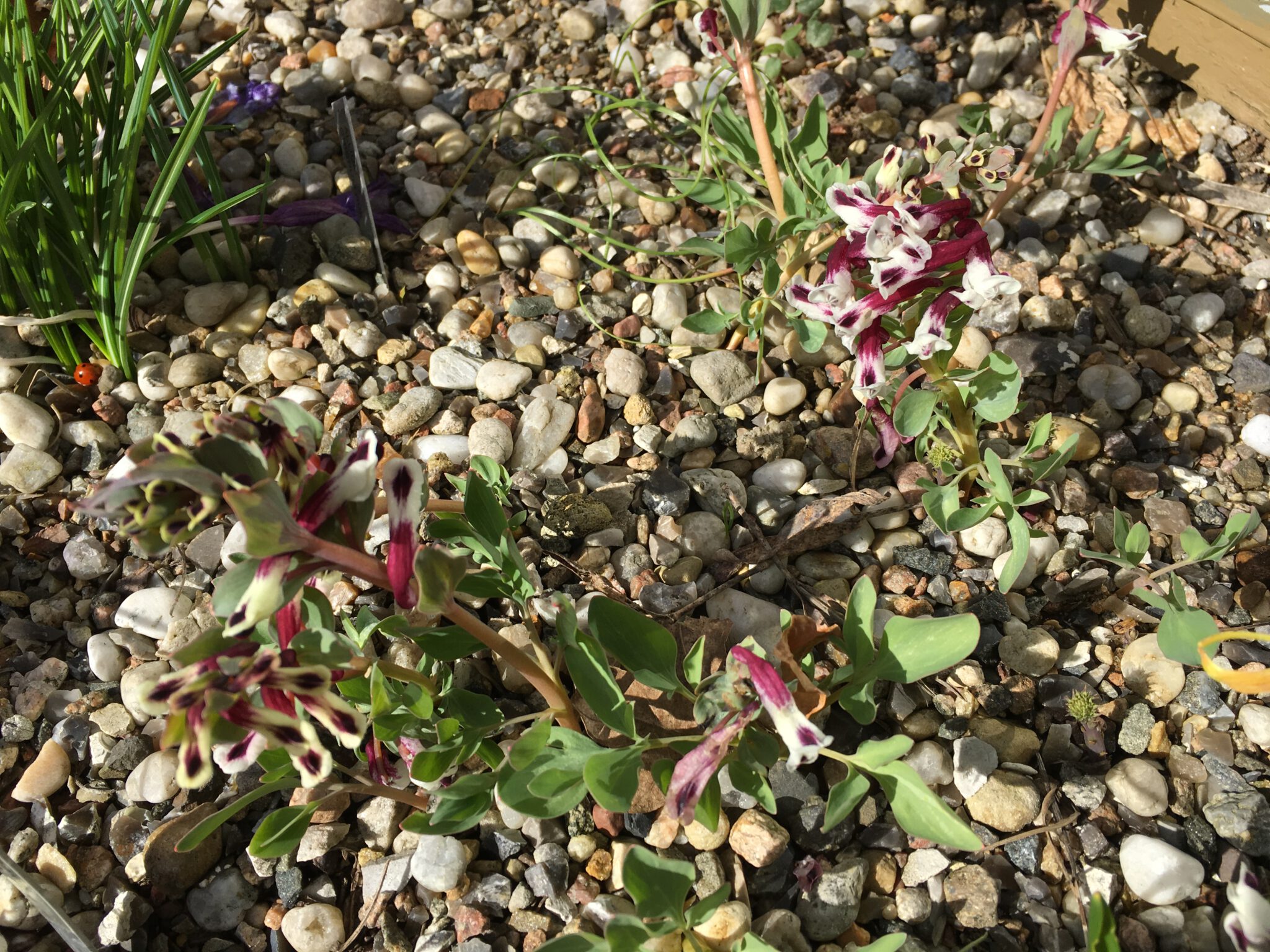 Corydalis persica