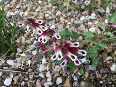 Corydalis persica