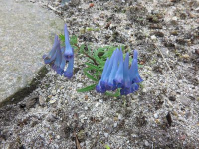 Corydalis remota