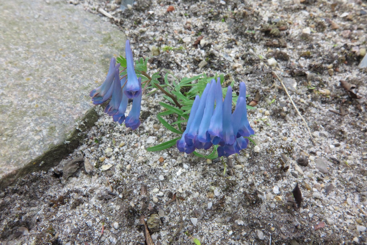 Corydalis remota