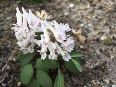 Corydalis repens jj 1