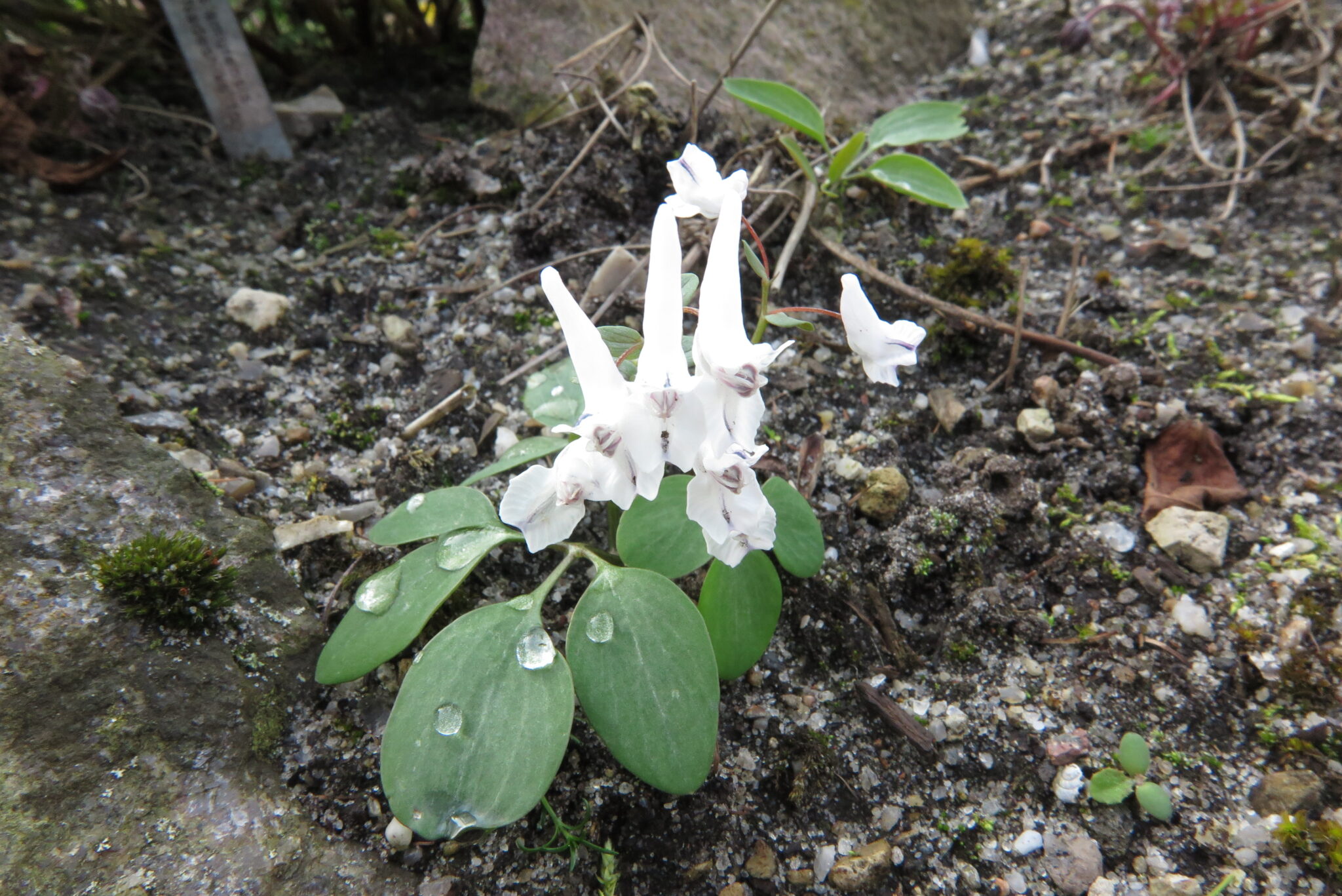 — Corydalis repens f1 jj