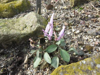 Corydalis repens f3 jj