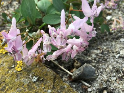 Corydalis repens jj 3