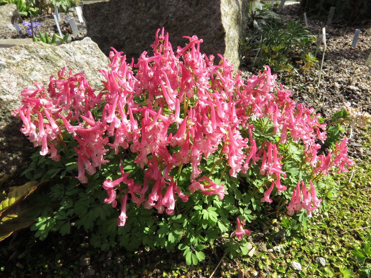 Corydalis solida 'Beth Evans'