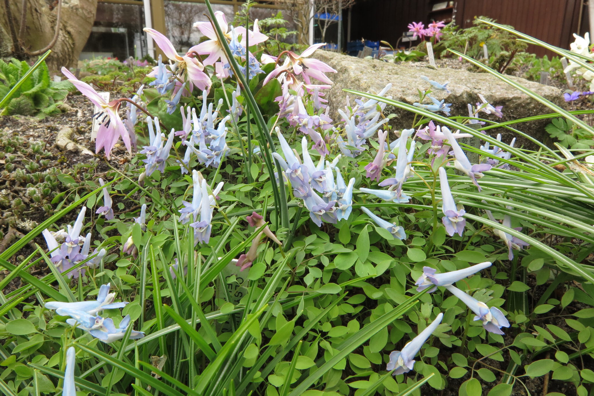 Corydalis solida blue giant gbh