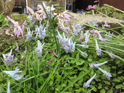 Corydalis solida blue giant gbh