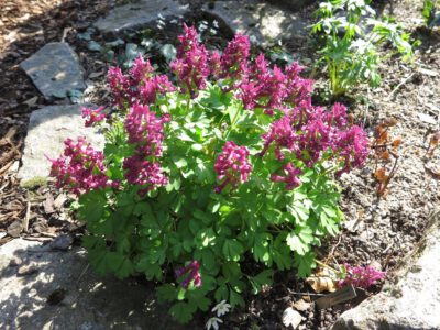 Corydalis solida