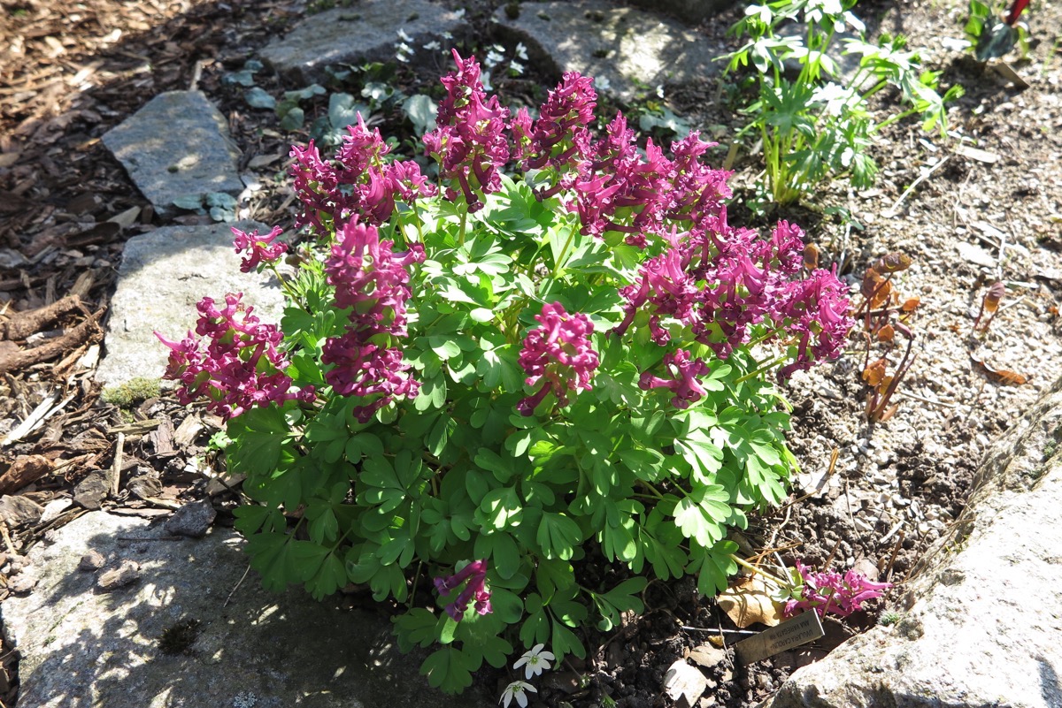 Corydalis solida