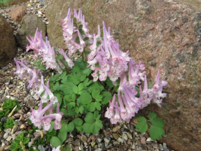 Corydalis solida 'Lupus'