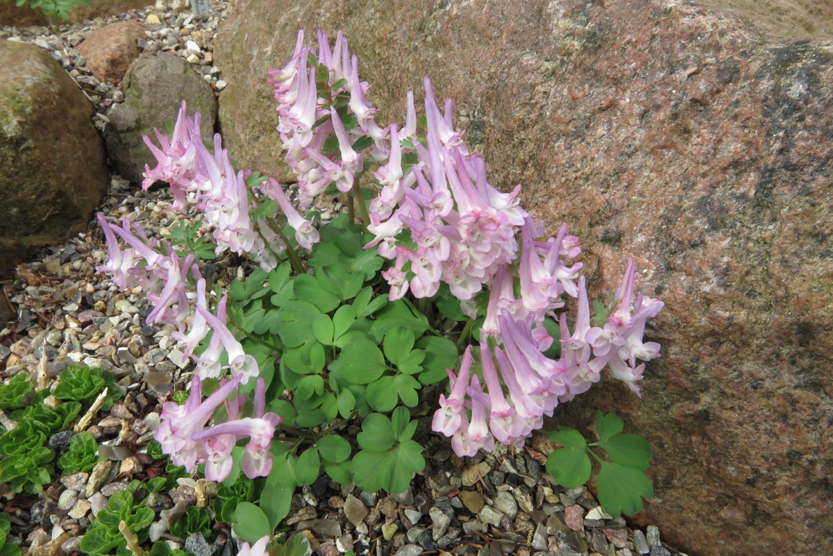 Corydalis solida 'Lupus'