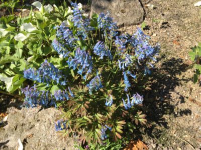 Corydalis turtschaninovii 'Eric the Red'