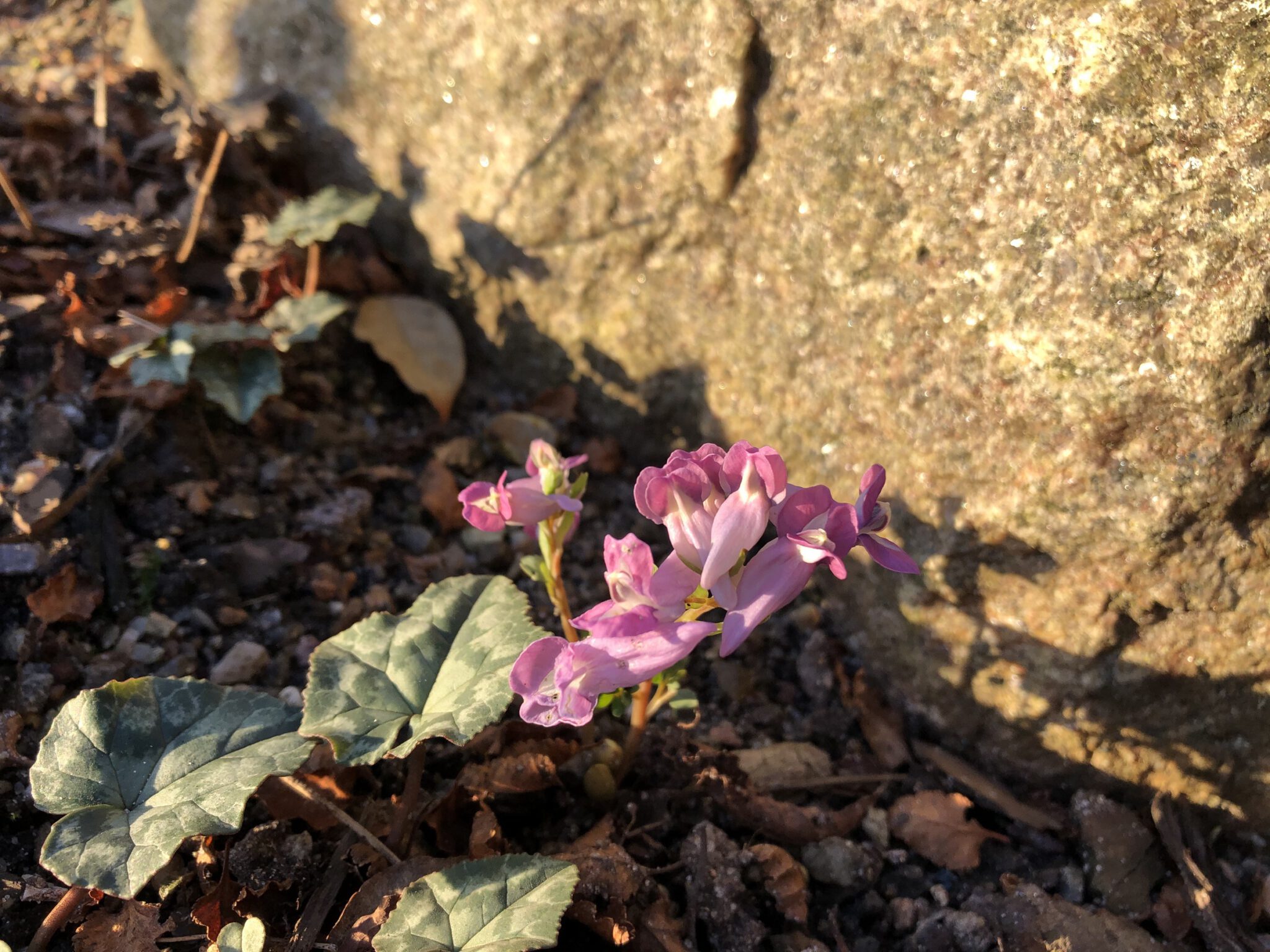 Corydalis usuriensis