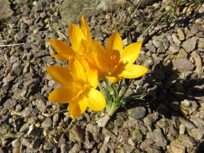 Crocus acyrensisa stellata