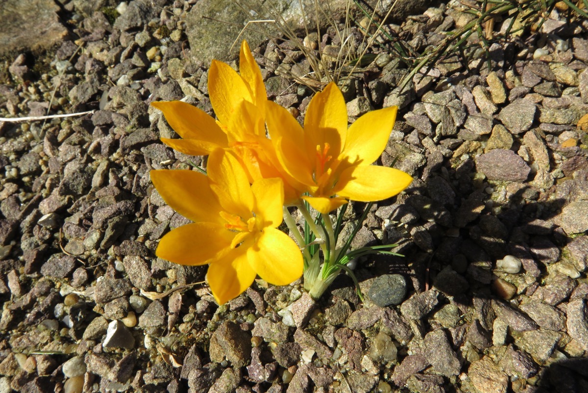 Crocus acyrensisa stellata