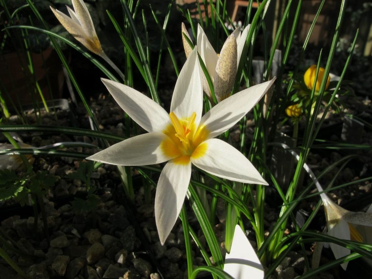 Crocus biflorus ssp punctatus HKEP