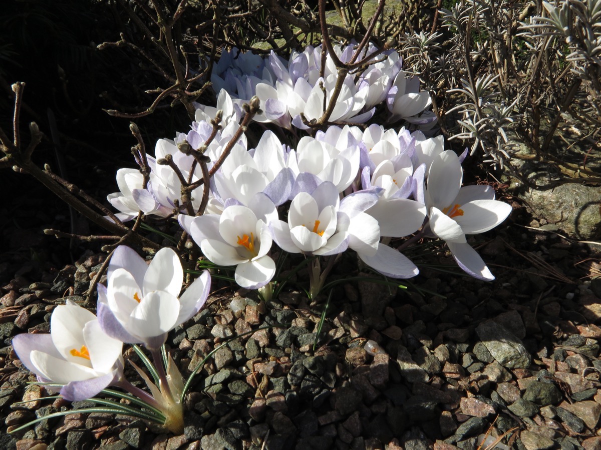 Crocus biflorus ssp weldenii 'Fairy'