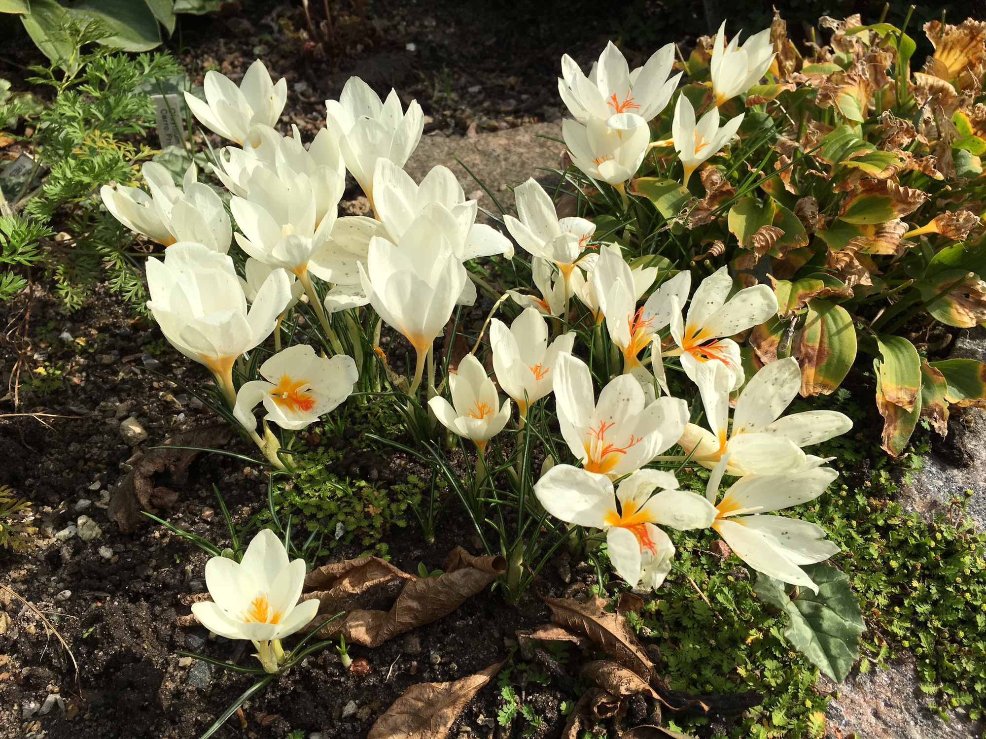 Crocus boryi