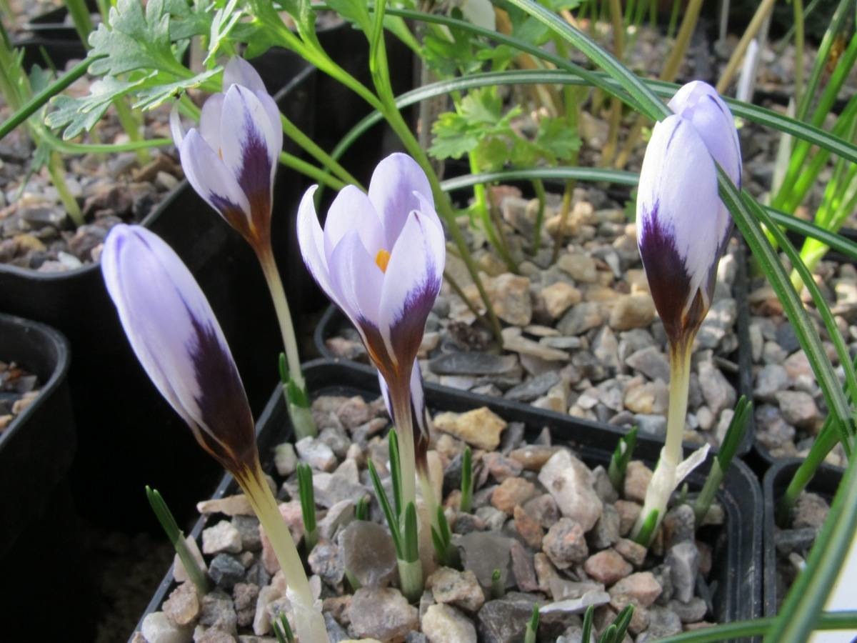 Crocus cyprius