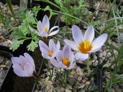 Crocus cyprius.