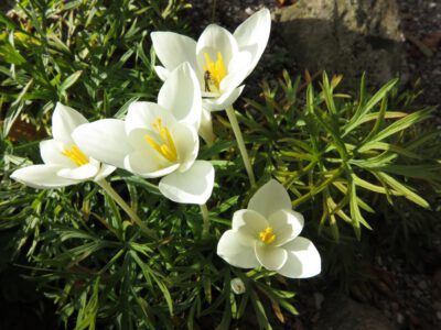 Crocus goulimyi 'Mani White'