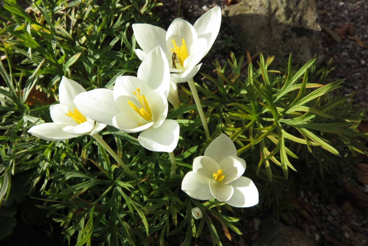 Crocus goulimyi 'Mani White'