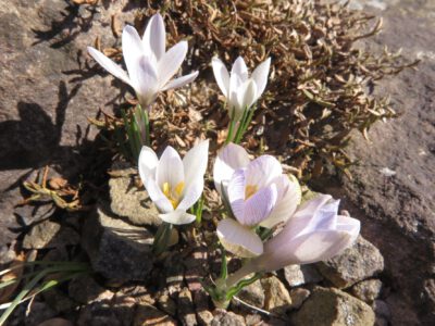 Crocus nevadensis