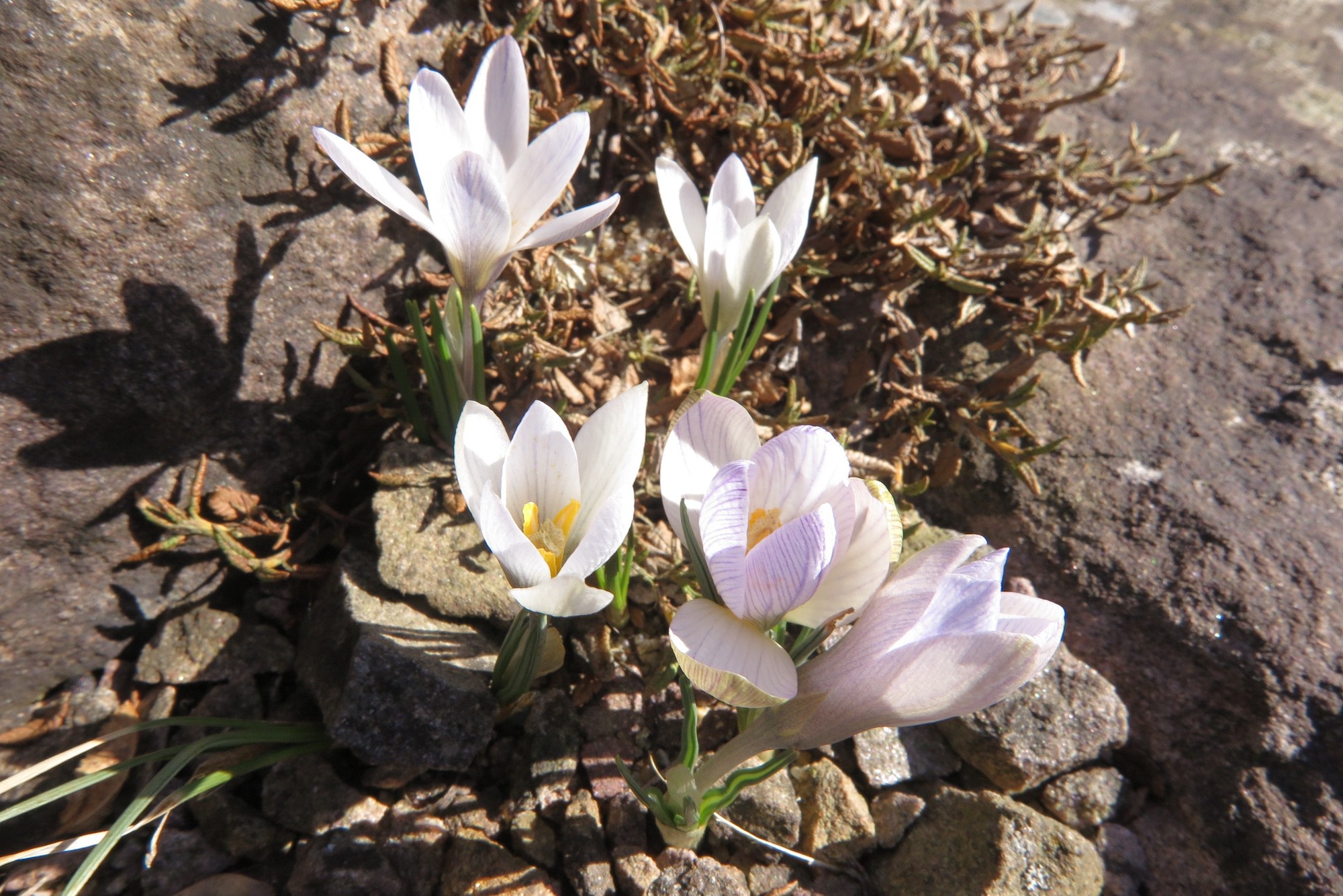 Crocus nevadensis