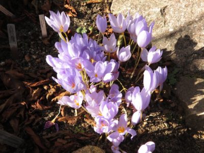 Crocus pulchellus gbh