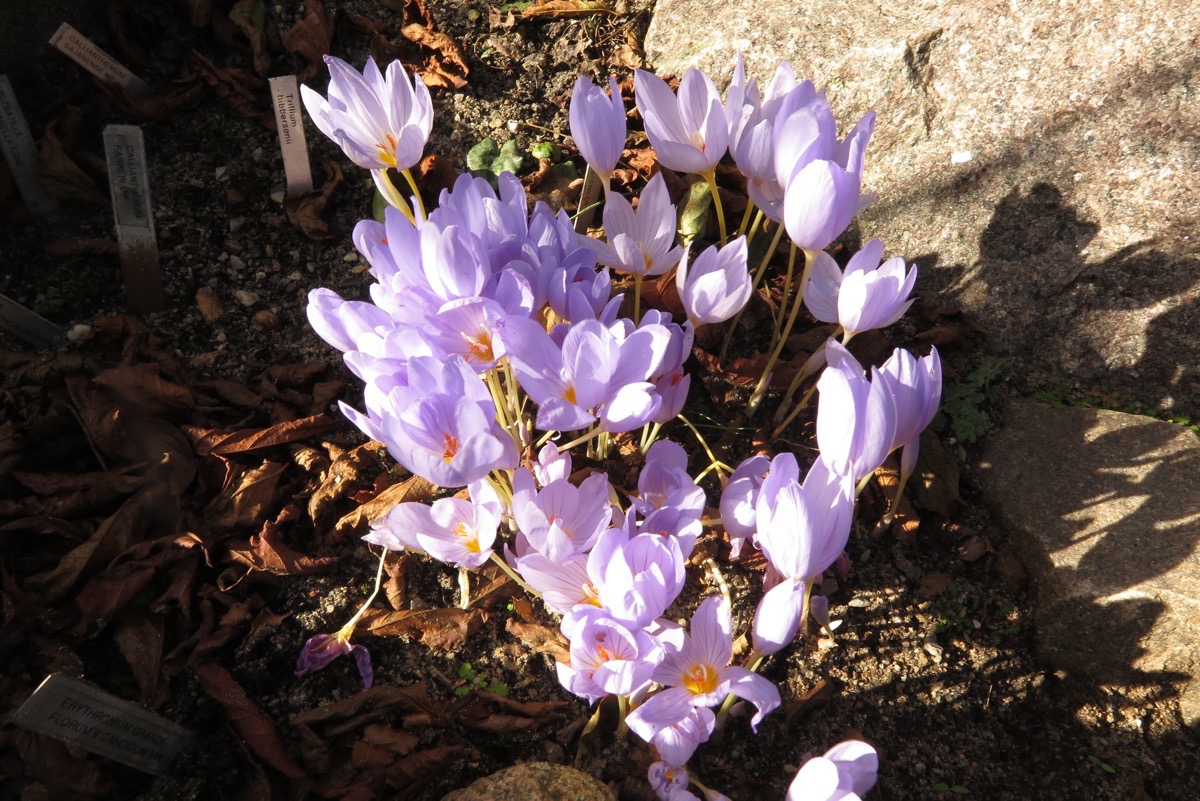 Crocus pulchellus gbh