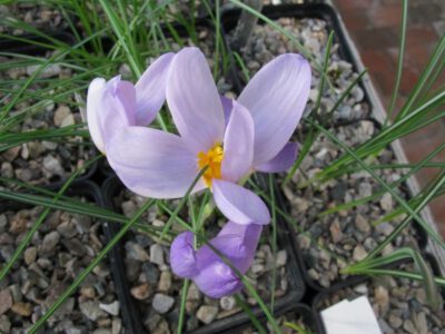 Crocus rujanensis