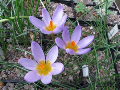 Crocus sieberi ssp sublimis JP 84-07