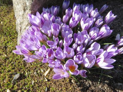 Crocus versicolor