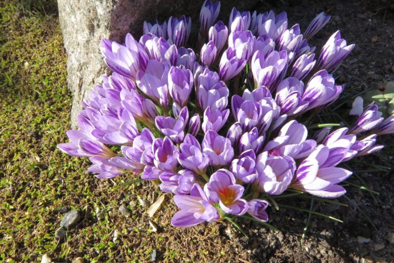 Crocus versicolor Alpines.dk