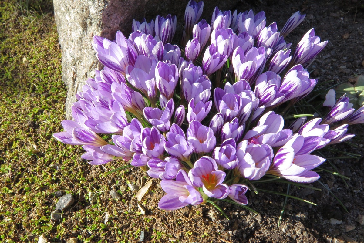 Crocus versicolor