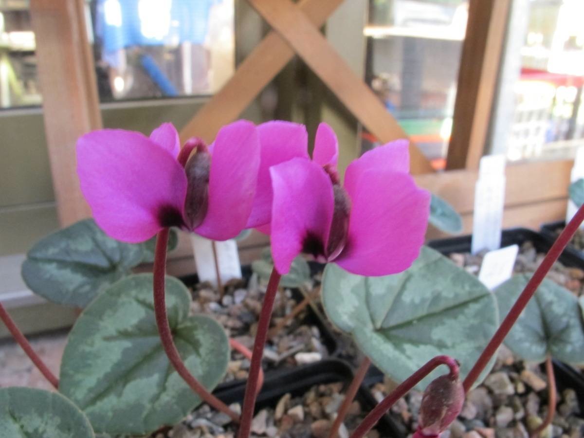 Cyclamen abchacicum