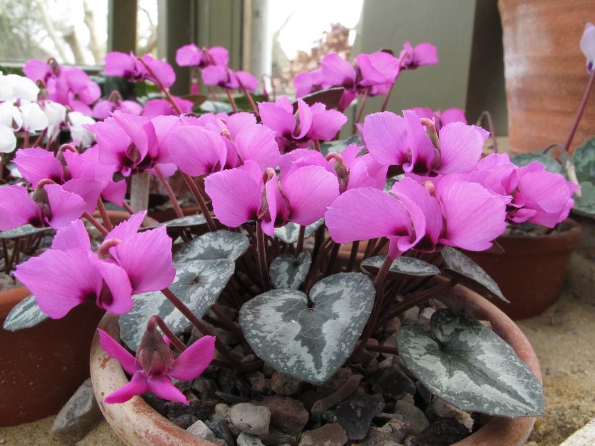 Cyclamen alpinum