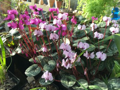 Cyclamen alpinum CS