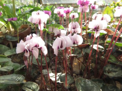 Cyclamen alpinum